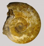 Крупный Proplanulites irinae GULYAEV, 2001