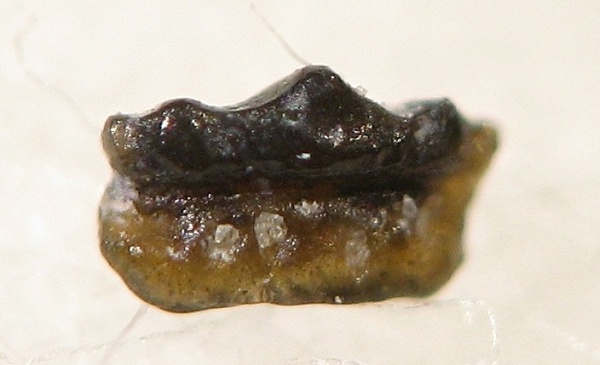 lissodus, ?, Elasmobranchii, Euselachii, Hybodontoidea