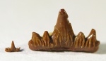 Парочка зубов от Cladodus