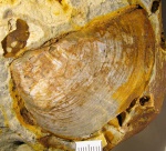 Крупный Laevaptychus