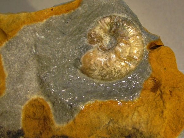кимеридж, Sutneria, Kimmeridgian, Upper Jurassic