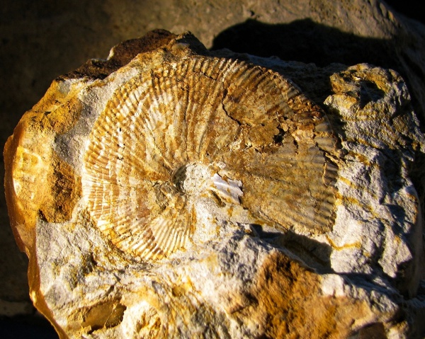 кимеридж, Aulacostephanus, Aulacostephanus yo, Aulacostephanidae, Kimmeridgian, Upper Jurassic
