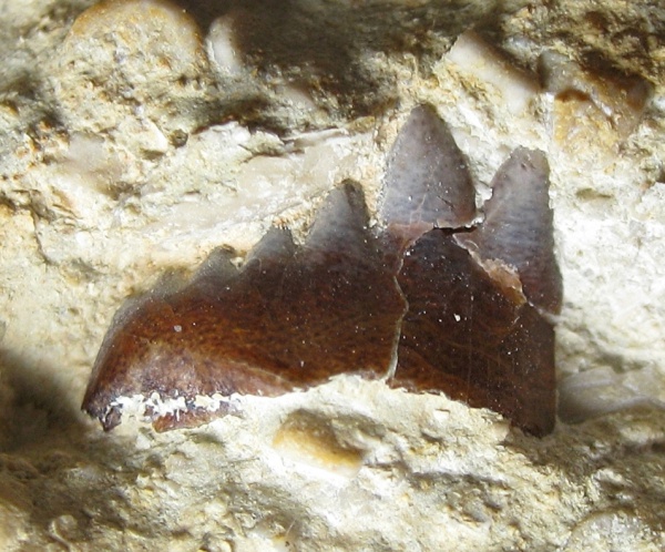 Petalodontiformes, Peripristis