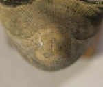 Цикатрикс наутилуса Cenoceras