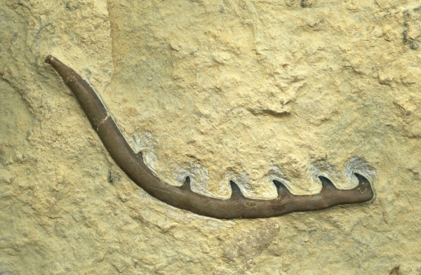 головной шип, Harpacanthus