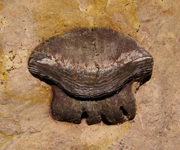 Polyrhizodus, Petalodontiformes, Polyrhizodus concavus