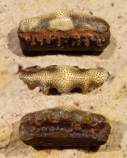 Eugeneodontiformes, Arpagodus