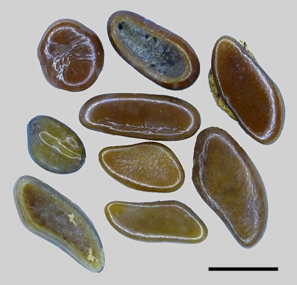 Osteichthyes, Pycnodontiformes