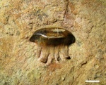 Polyrhizodus concavus (Trd.)