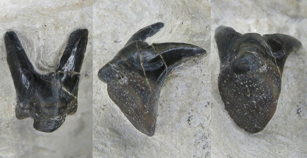 Xenacanthiformes, Diplodoselachidae, Староселиваново