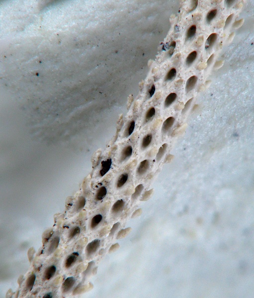 Pseudorhabdomeson, Rhabdomesidae, Rhabdomesinae