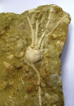 Ulocrinus neverovoensis