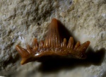 Cladodus sp.