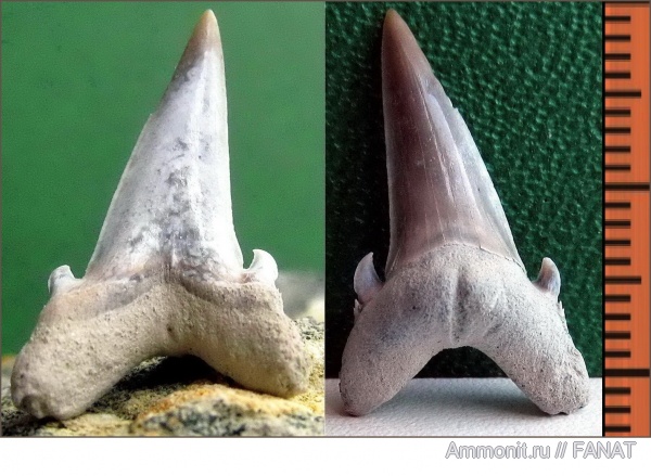 зубы акул, shark teeth