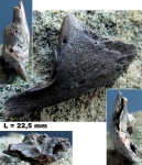 Черепная кость костной рыбы