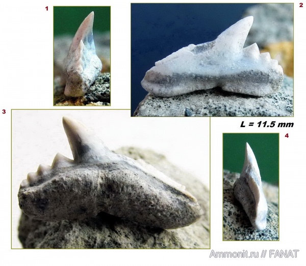 зубы акул, Triakidae, shark teeth