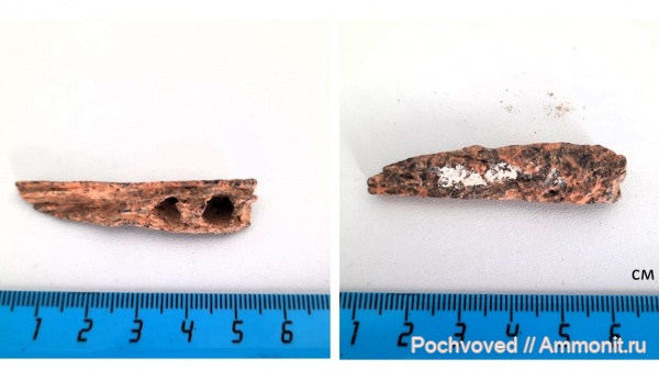 позвоночные, костные рыбы