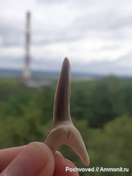 хрящевые рыбы, эоцен, акулы, Казахстан, Striatolamia, Striatolamia macrota