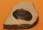 Corynexochida Styginidae