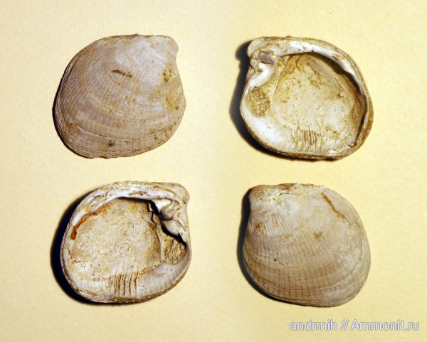 двустворчатые моллюски, понт, Абин, Stenodacna angusticostata