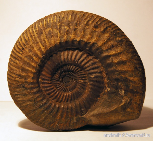 аммониты, Parkinsonia, Gonolkites, Ammonites