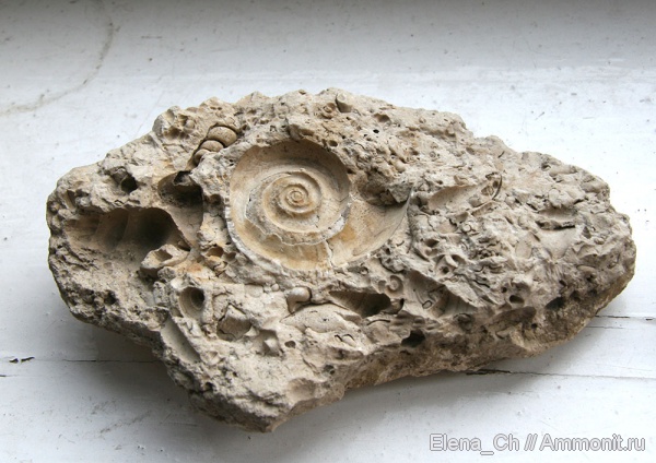 окаменелости, Euomphalus, Рязанская область, Fossils