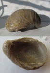 двустворчатый моллюск Gryphaea