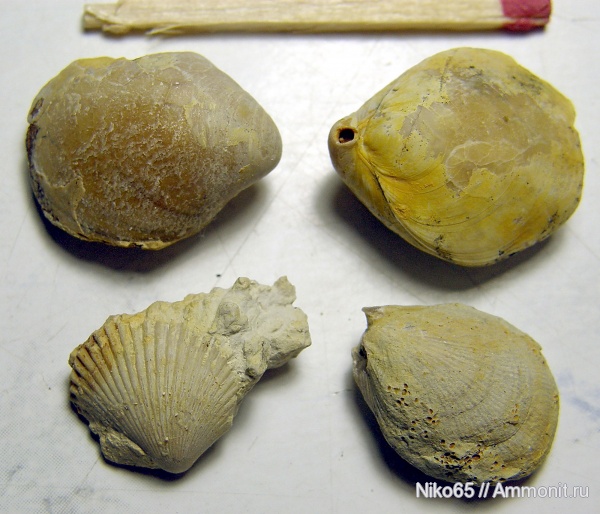 брахиоподы, моллюски, двустворчатые моллюски, Крым, Симферополь, Terebratulida