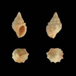 Nassariidae (2)