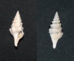 Clavatula semilaevis (Philippi)