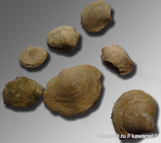 окаменелости, Ярославская область, Fossils, Athyridida, Cleiothyridina, Cleiothyridina pectinifera