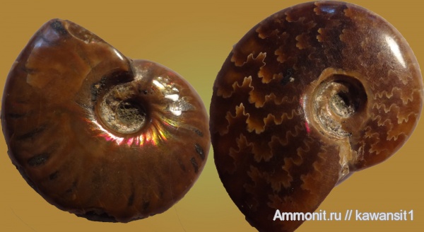 аммониты, мел, Мадагаскар, Cleoniceras, Ammonites, Cretaceous