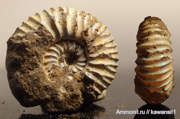 аммониты, юра, волжский ярус, Lomonossovella, Ammonites, зона Virgatites virgatus, Volgian, Jurassic