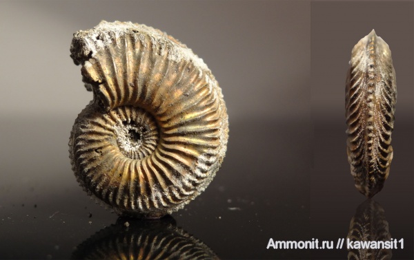 аммониты, юра, Бронницы, оксфорд, Amoeboceras, Amoeboceras alternoides, Ammonites, Oxfordian, Jurassic