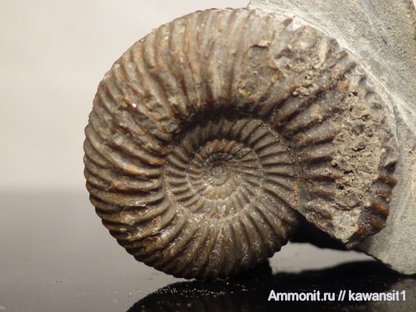 аммониты, бат, средняя юра, Parkinsonia, Ammonites, Bathonian, Middle Jurassic