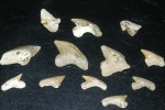зубы Рalaeoanacorax