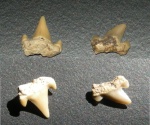 зубы акул 3