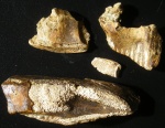 фрагменты пластин химеровой рыбы Elasmodus