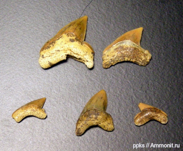 зубы, меловой период, акулы, Palaeoanacorax, Шацк, Cretaceous, teeth, sharks