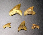 зубы Squalicorax и Palaeoanacorax