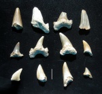 зубы Cretoxyrhyna cf. denticulata