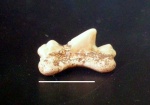 зуб акулы Cretalamna