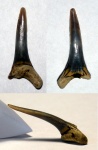 зуб акулы Scapanorhynchus