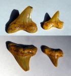 зубы крупной акулы