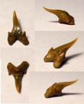 передний зуб акулы Protolamna cf. sokolovi