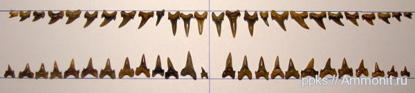 зубы, меловой период, акулы, Шацк, Cretaceous, teeth, sharks