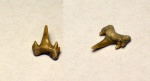 зуб акулы с двойными боковыми отростками (одонтаспис? кархариас?)