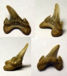 зуб акулы Cretodus [Archaeolamna] sp.