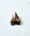 передний зуб Рalaeoanacorax