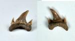 зуб акулы Eostriatolamia(?)
